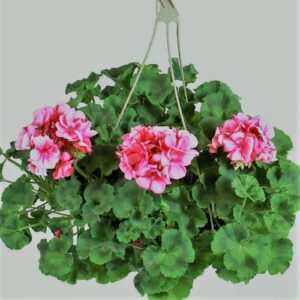 Geranium Pink Hanging Basket