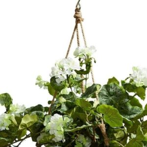 Geranium White Hanging Basket