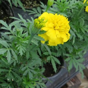 Yellow Marigold Potted