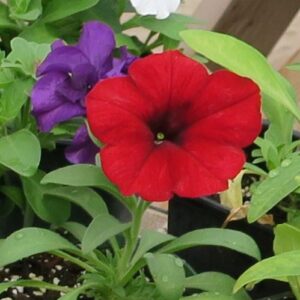 Red Petunia Potted