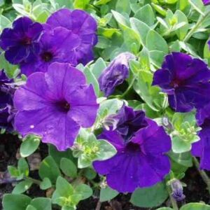 Blue Wave Petunia Potted