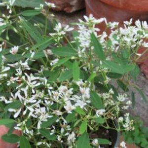 Euphorbia White Potted