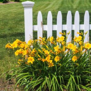 Several dozen bright orange daylily blooms with a picket fence background