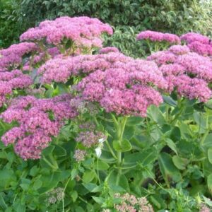 Tall clustered pink blooms with green foliage