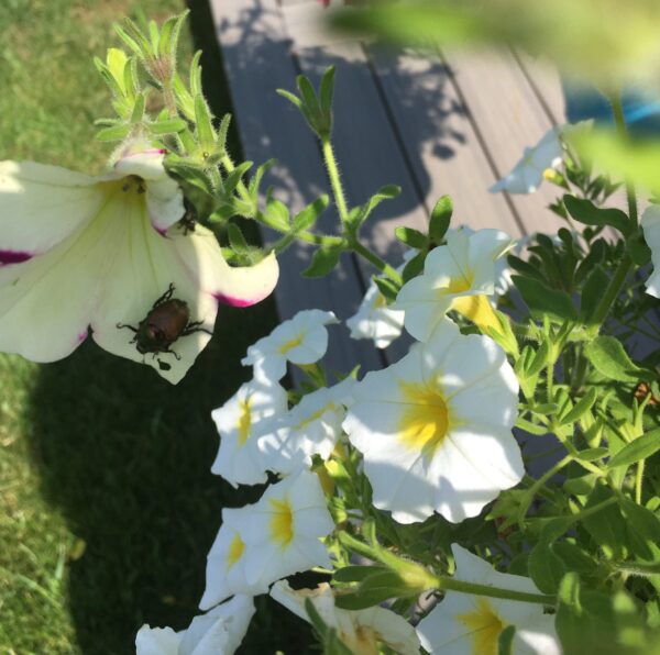 Debby asks; Bugs are eating my petunias this year. Any idea what bug