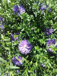 Purple Aster with green foliage
