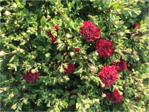 A few red mum blooms with green foliage
