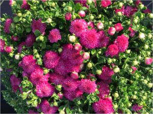 Half bloomed bright purple mums with green foliage