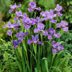 Approximately a dozen purple iris blooms