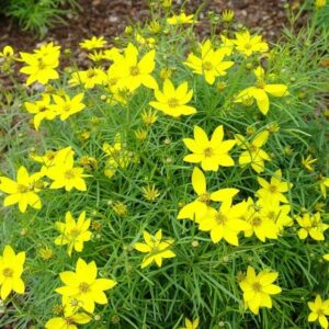 Yellow daisy-like blooms with green foliage