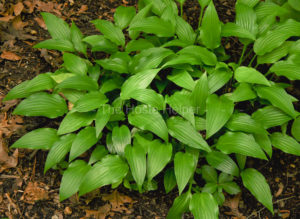 Low dense green Hosta leaves