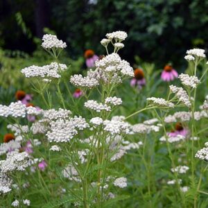 White yarrow blooms with bee balm in the background