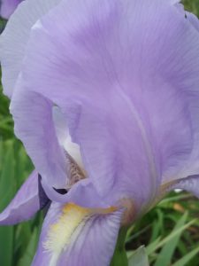 Close-up of "Blue Iris". The petal color is actually pale purple