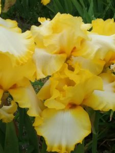 Close-up of Iris petals with a yellow border and white center