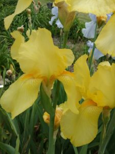 Close-up of yellow Iris