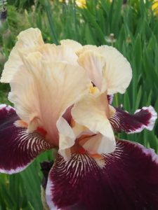 Close-up of Iris with cream white and deep dark purple petals