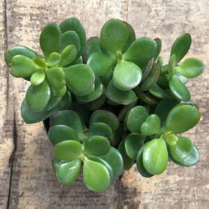 Top-down image of green Jade plant