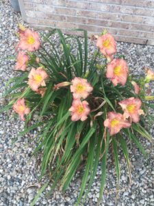 Pale orange blooms with tall green fans