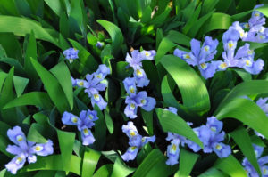 Pale blue/purple small iris blooms