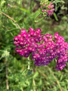 Close-up up pinkish/red clustered yarrow bloom