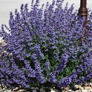 Catmint