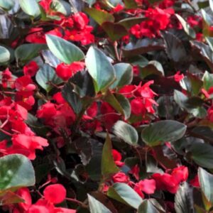 Begonias - Whopper