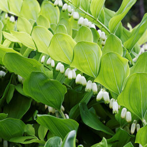 Solomon's Seal