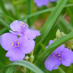 Spiderwort - Ohio