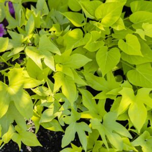 Sweet Potato Vine - green