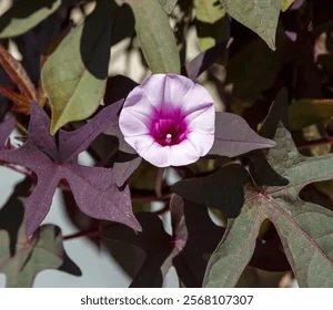 Sweet Potato Vine - purple