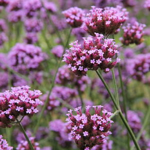 Verbena