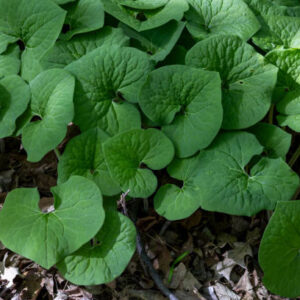 Wild Ginger