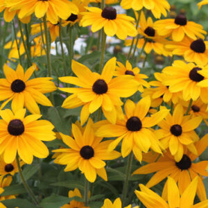 Black-eyed Susan