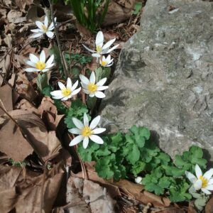 Bloodroot