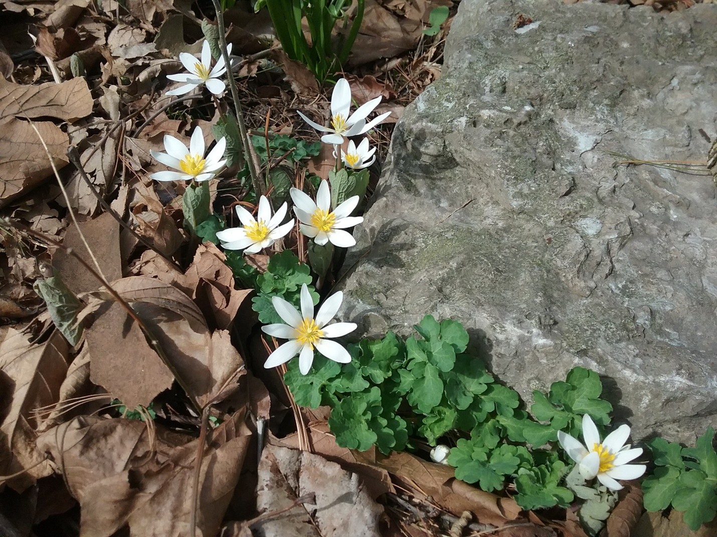 Bloodroot