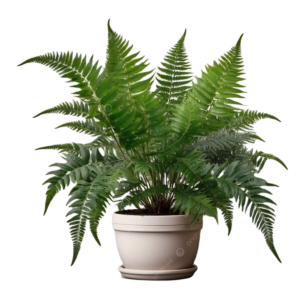 Boston Fern