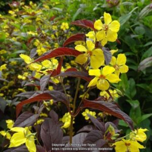 Fringed Loosestrife - firecracker