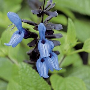 Salvia - black/blue