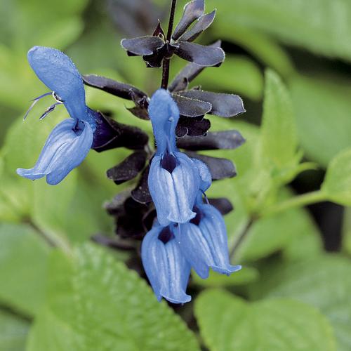 Salvia - black/blue