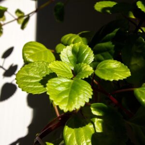 Swedish Ivy