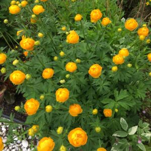 Globe flower