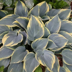 Hosta - First Frost