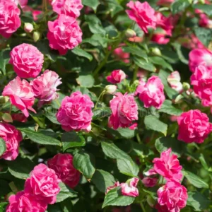 Impatiens - double