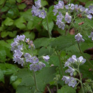 Waterleaf
