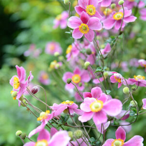Japanese Anemone
