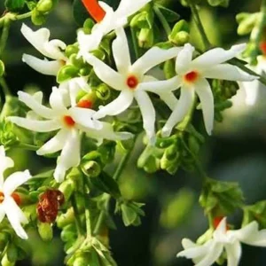 Jasmine - night blooming