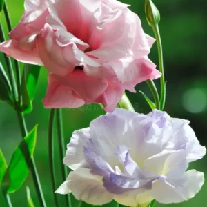 Lisianthus