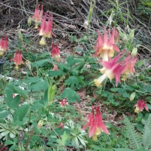 Columbine - red/yellow
