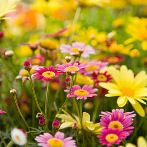 Marguerite Daisy