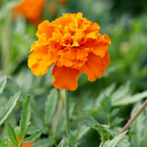 Marigolds